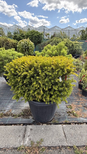 TAXUS MEDIA GROENLAND