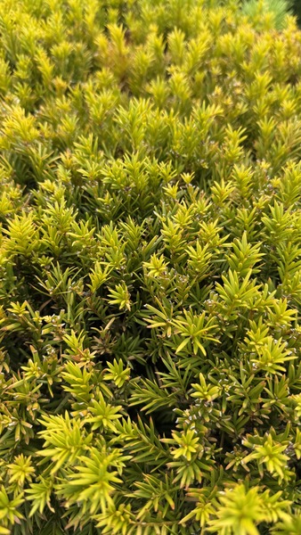 TAXUS MEDIA GROENLAND