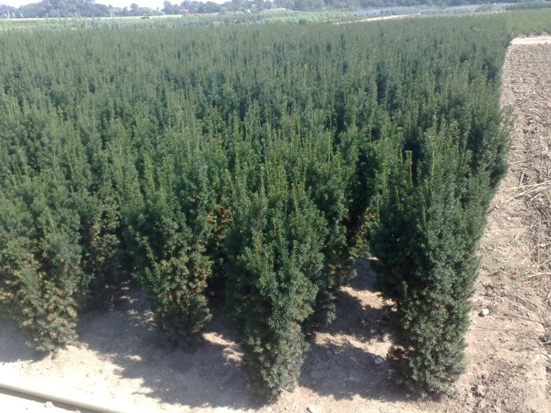 TAXUS MEDIA HICKSII