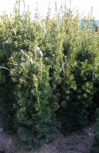 TAXUS MEDIA HICKSII