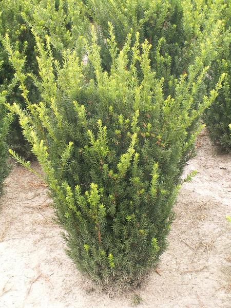 TAXUS MEDIA HILLII