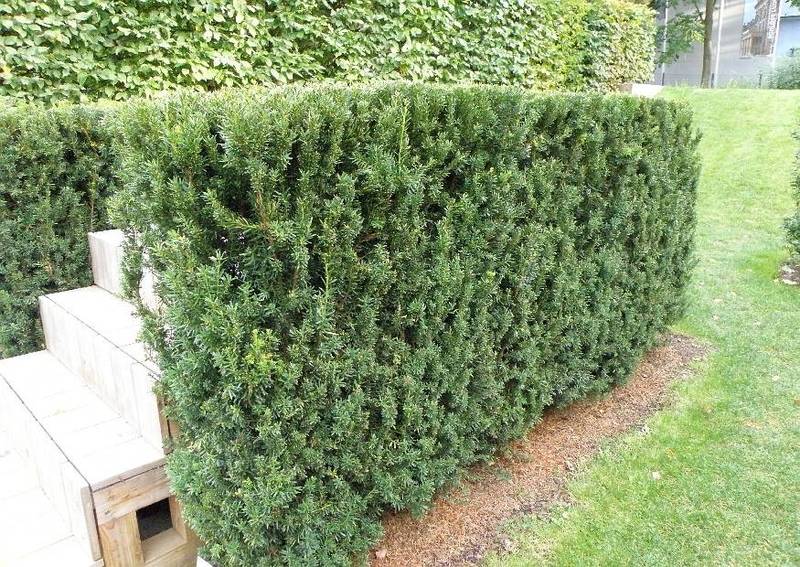 TAXUS MEDIA HILLII