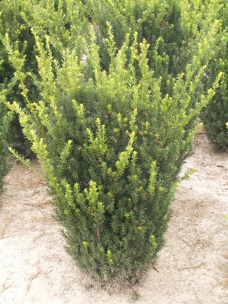 TAXUS MEDIA HILLII