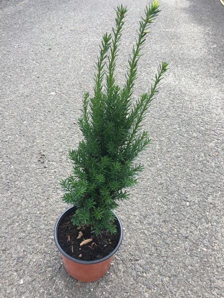 TAXUS MEDIA HILLII