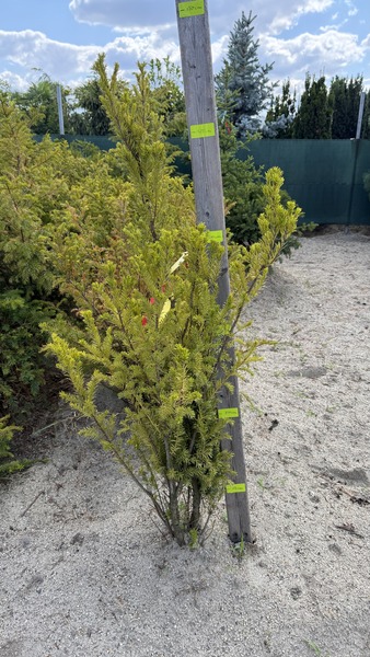TAXUS MEDIA HILLII