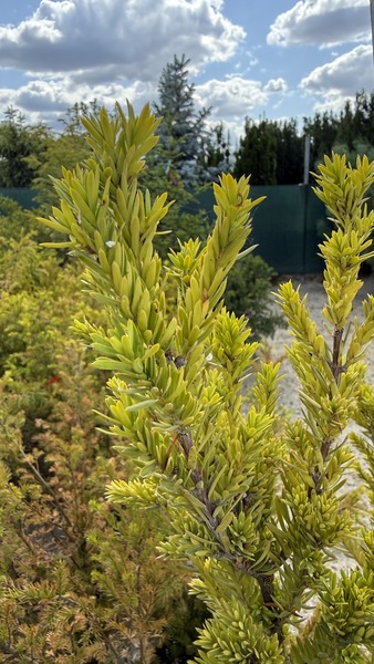 TAXUS MEDIA HILLII