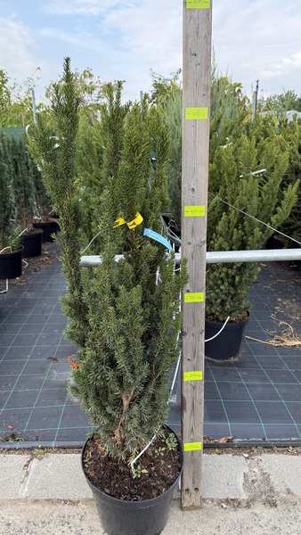 TAXUS MEDIA HILLII