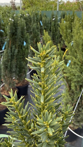TAXUS MEDIA HILLII