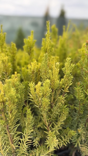 TAXUS MEDIA HILLII