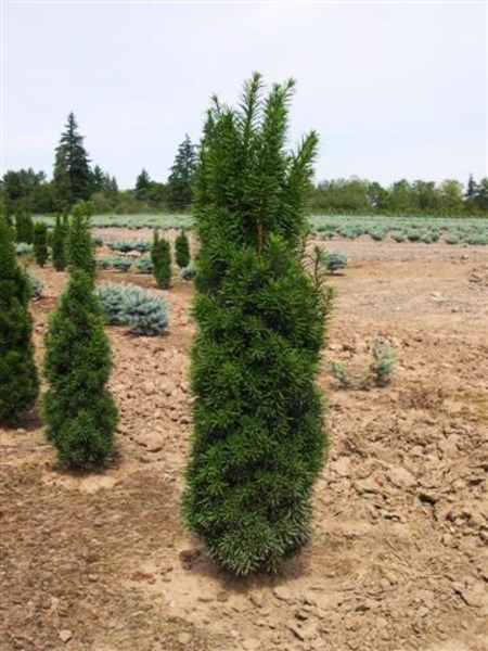 TAXUS MEDIA STRICTA VIRIDIS