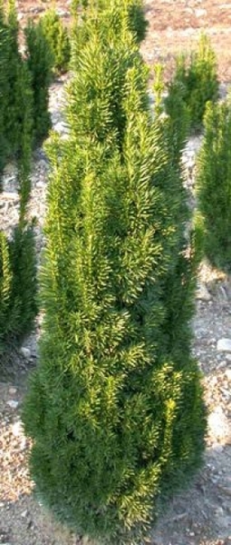 TAXUS MEDIA STRICTA VIRIDIS