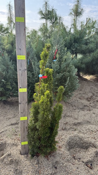 TAXUS MEDIA STRICTA VIRIDIS