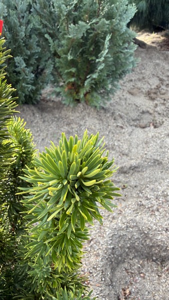 TAXUS MEDIA STRICTA VIRIDIS