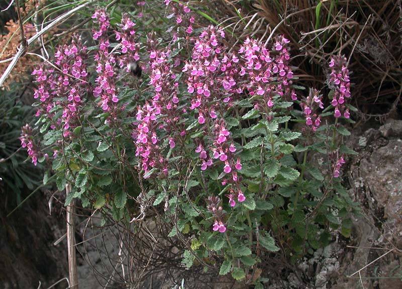 THYMUS CHAMAEDRYS