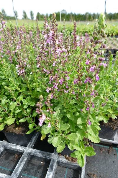 TEUCRIUM CHAMAEDRYS