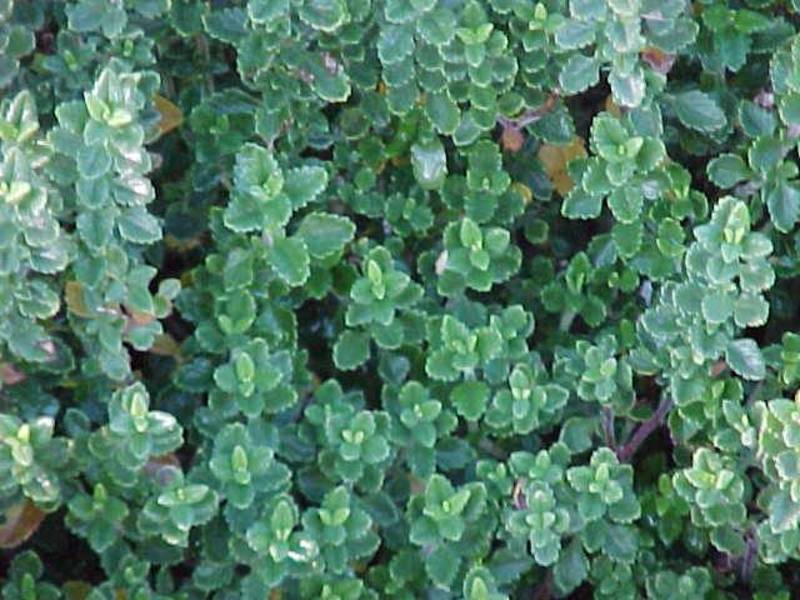 THYMUS CHAMAEDRYS