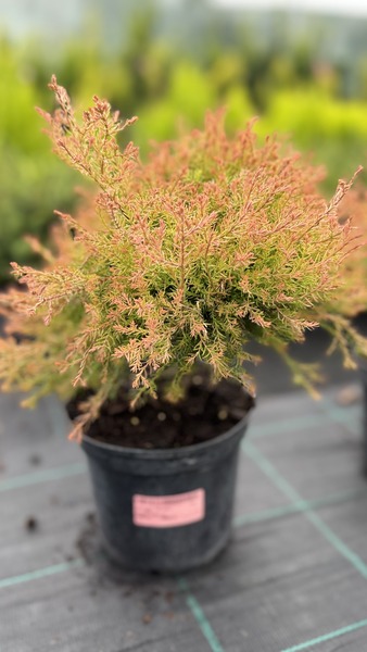 THUJA OCC. FIRE CHIEF