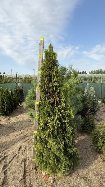 THUJA OCC. SMARAGD