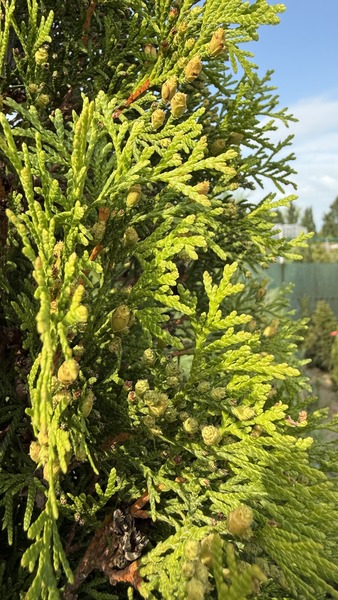 THUJA OCC. SMARAGD
