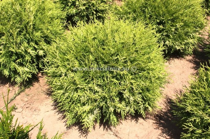THUJA OCC. DANICA AUREA