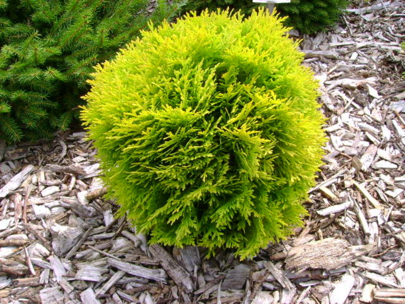THUJA OCC. DANICA GOLD