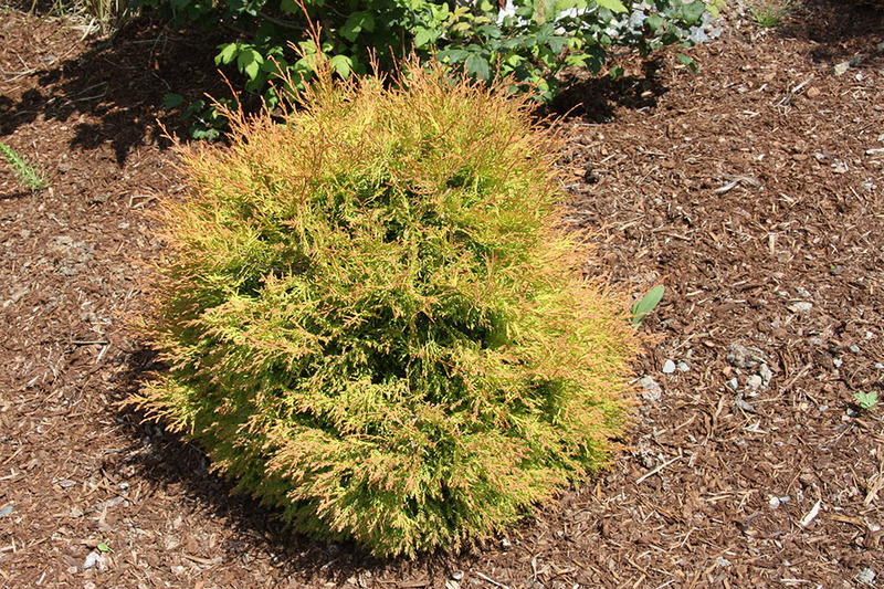 THUJA OCC. FIRE CHIEF