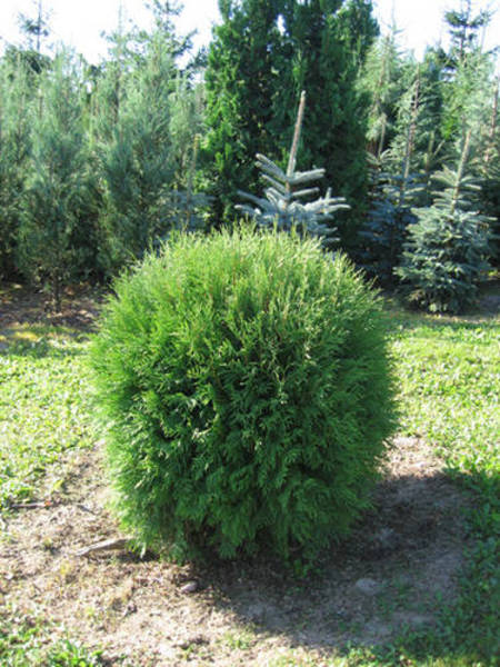 THUJA OCC. GLOBOSA