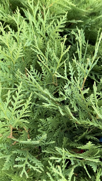 THUJA OCC. GLOBOSA