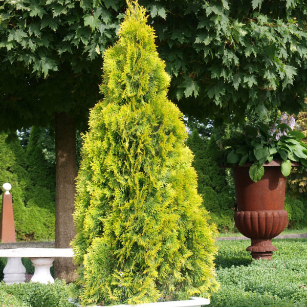 THUJA OCC. GOLDEN BRABANT