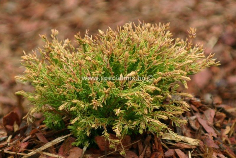 THUJA OCC. GOLDEN TUFFET