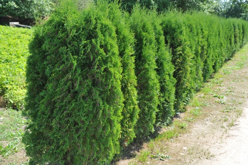 THUJA OCC. HOLMSTRUP