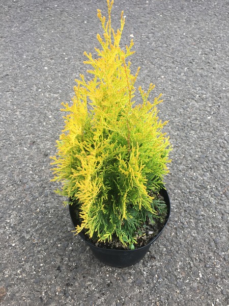 THUJA OCC. MALONYANA AUREA