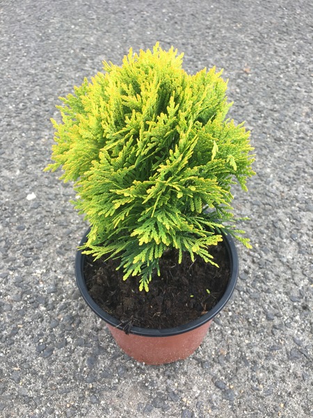 THUJA OCC. MIRJAM