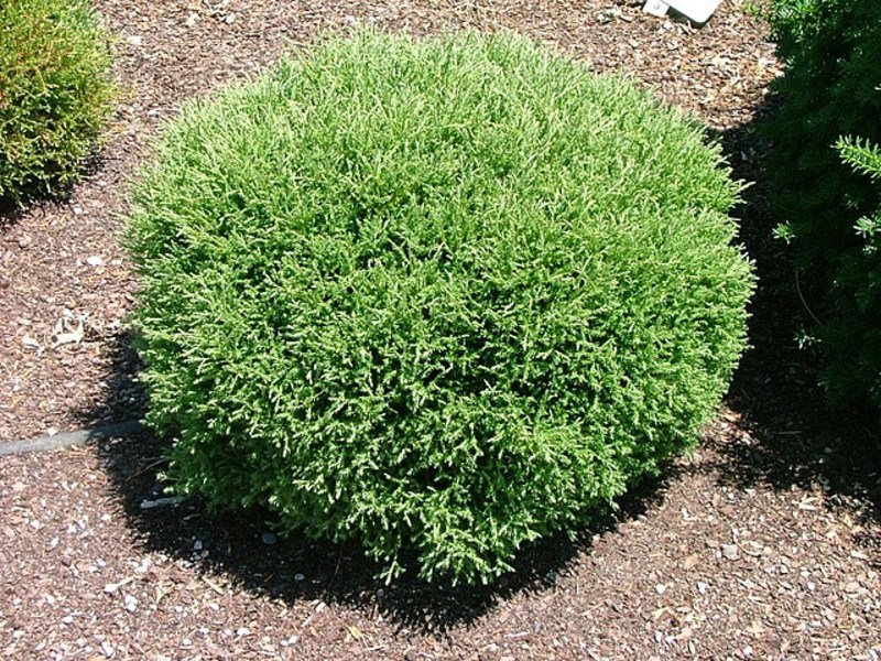 THUJA OCC. MR. BOWLING BALL