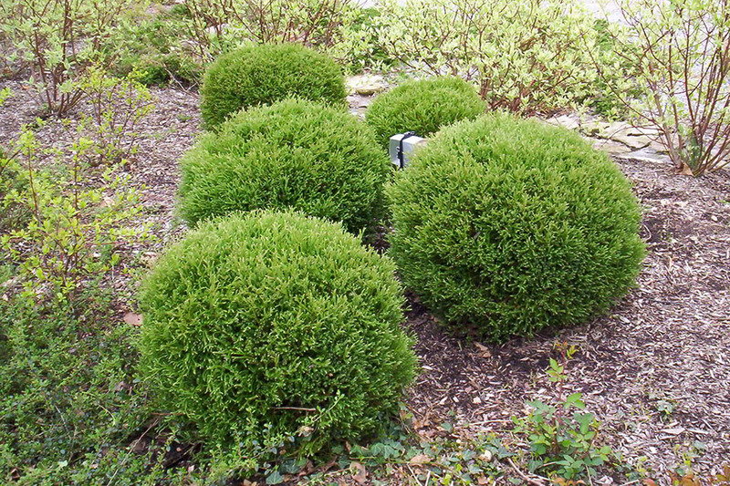 THUJA OCC. MR. BOWLING BALL