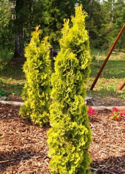 THUJA OCC. SMARAGD AUREA