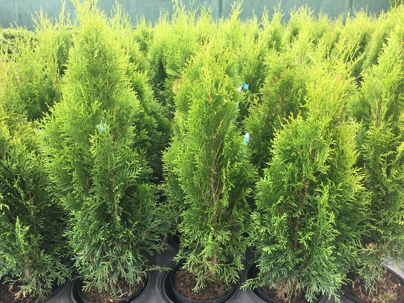 THUJA OCC. SMARAGD