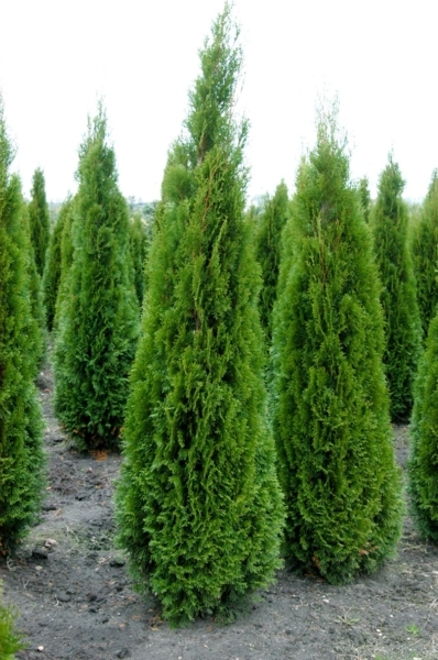 THUJA OCC. SMARAGD
