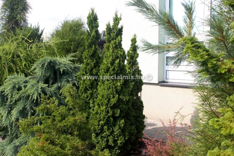 THUJA OCC. SPIRALIS MINI