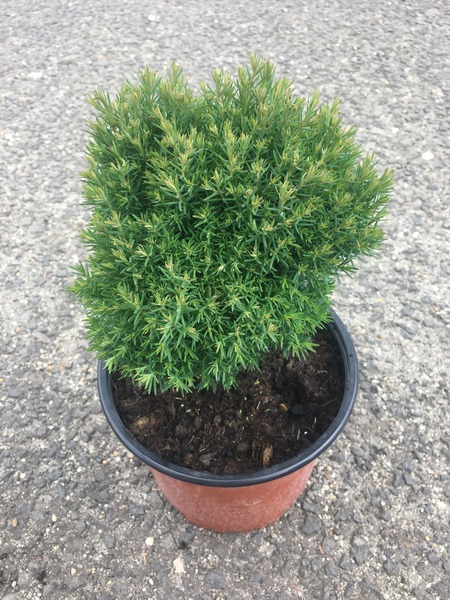 THUJA OCC. TEDDY