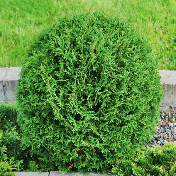 THUJA OCC. TINY TIM