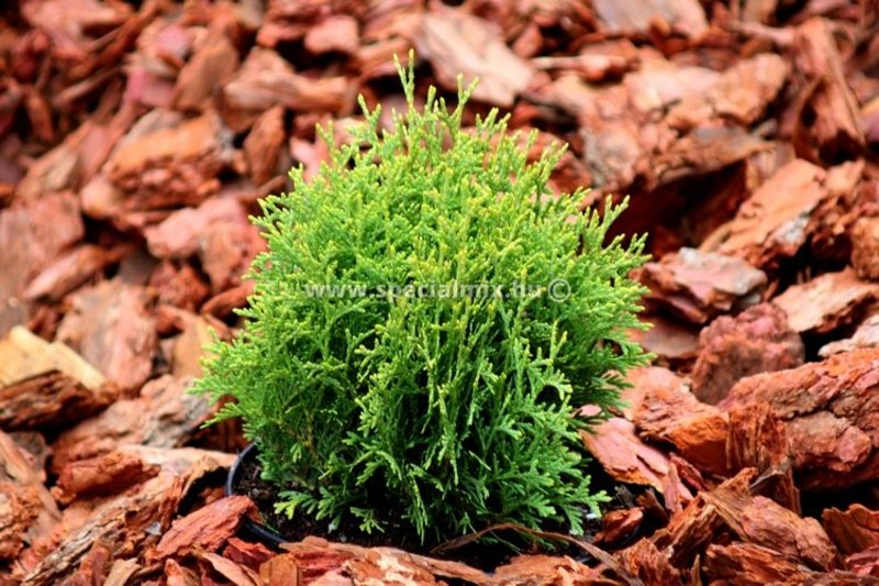 THUJA OCC. WATERFIELD