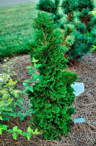 THUJA OCC. ZMATLIK