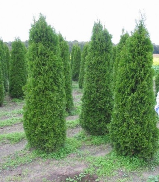 THUJA OCC. COLUMNA