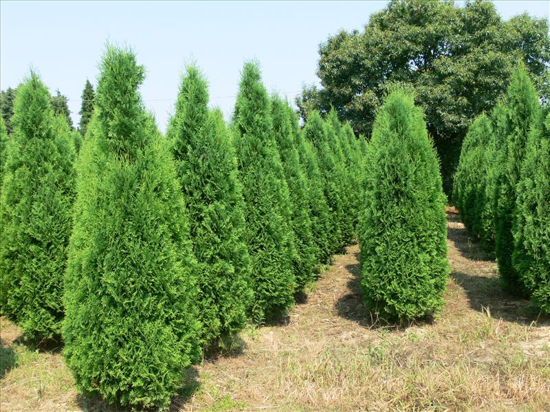 THUJA OCC. COLUMNA