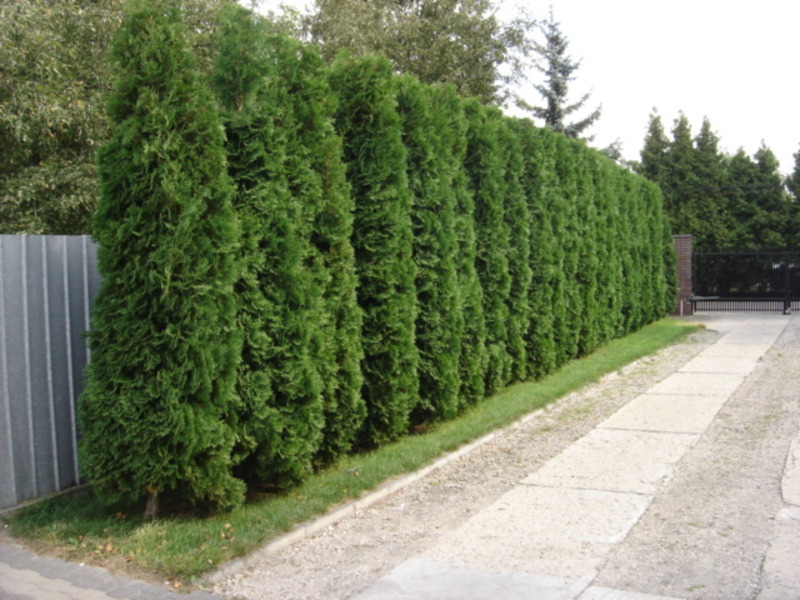 THUJA OCC. COLUMNA