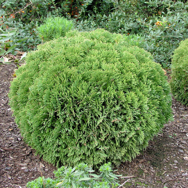 THUJA OCC. DANICA