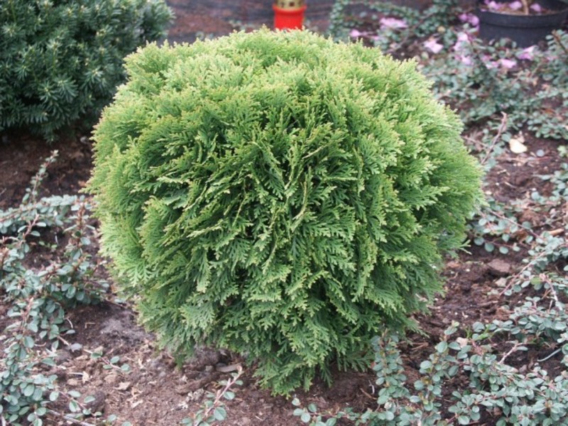 THUJA OCC. DANICA