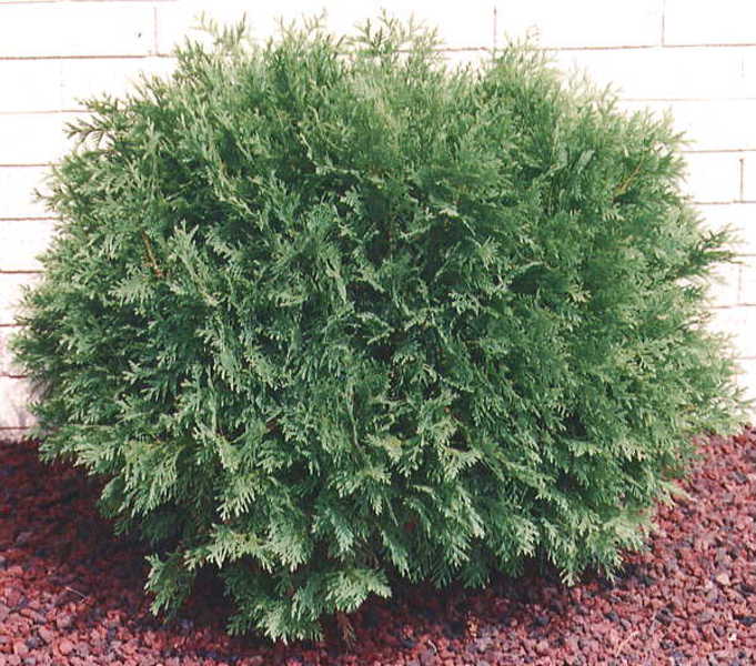 THUJA OCC. GLOBOSA