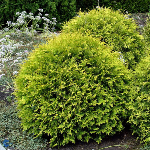 THUJA OCC. GOLDEN GLOBE
